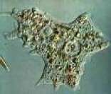 Ameba: imagem de microscópio