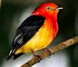 Uirapuru: linda lenda do folclore brasileiro