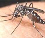 Mosquito da Dengue: transmissor da dengue e da febre amarela urbana