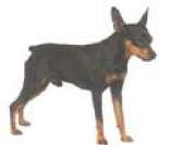 Pinscher Miniatura: uma das menores raças do mundo
