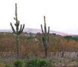 Vegetação da caatinga no interior da Bahia