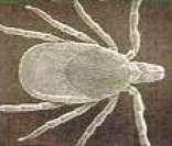 Ácaro: um dos principais causadores da renite alérgica