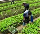 Agricultura sustentável: responsabilidade ambiental e social no campo