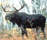 Alce: exemplo de animal presente na fauna dos Estados Unidos.