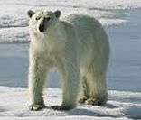 Urso Polar: exemplo de animal que vive no Ártico