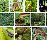 Brasil: diversos biomas e fauna diversificada