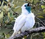 Araponga: ave típica da fauna do estado de Santa Catarina