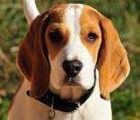 Beagle: inteligente e caçador