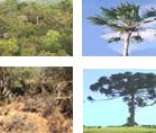 Biomas brasileiros: diversidade de ecossistemas