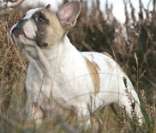 Buldogue Francês: pequeno, forte e ótimo cão de companhia