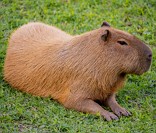 Capivara: rios e lagos como refúgio