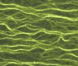 Fibras de celulose (imagem ampliada em microscópio)