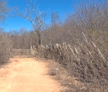 Caatinga: vegetação típica do clima semiárido do sertão nordestino