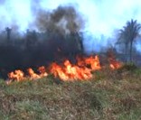 Queimada ilegal na Floresta Amazônica: uma das causas do desflorestamento