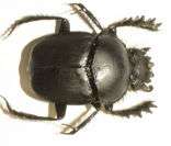Escaravelho: fezes de animal é seu principal alimento