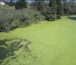 Eutrofização: aumento das algas e mudança na coloração da água
