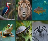 Fauna: conjunto de espécies animais de uma região