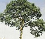 Chichá: árvore símbolo de Rondônia