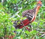 Jacu-cigano: ave-s&iacute;mbolo do estado de Tocantins