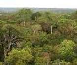 Foto da Floresta Amazônica: exemplo de floresta equatorial