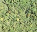 Imagem aérea da Floresta Amazônica: maior floresta tropical do mundo
