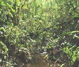 Florestas úmidas: densas e ricas em biodiversidade