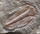 Fóssil de um trilobita: fonte importante para a história