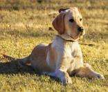Golden Retriever: um cão inteligente e amigável