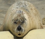 Foca: vida em baixas temperaturas