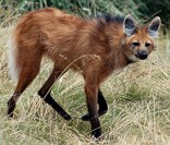 Lobo Guará: correndo risco de extinção