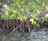 Típica vegetação de mangue