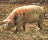 Porco: domesticado pelo homem há milhares de anos