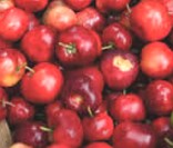 Acerola: riquíssima em vitamina C