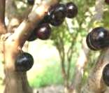 Jabuticaba: exemplo de fruta nativa do Brasil