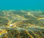 Foto do fundo do mar na plataforma continental