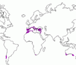 Mapa mostrando as regiões de clima Mediterrâneo