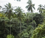 Paisagem típica da Mata Atlântica