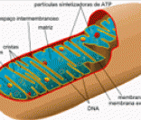 Ilustração mostrando uma mitocôndria de célula animal