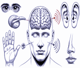 Visão, Audição, Paladar, Tato e Olfato: os cinco sentidos humanos