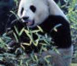 Urso Panda Gigante da China: animal em extinção