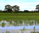 Típica paisagem do pantanal