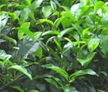 Folhas da erva camellia sinensis (chá verde)