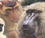 Primatas: mamíferos de características físicas semelhantes