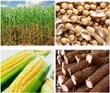 Cana-de-açúcar, soja, milho e mandioca: destaques da agricultura do Brasil
