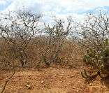 Caatinga: principal ecossistema do sertão nordestino