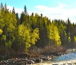 Taiga (floresta de coníferas): vegetação típica de região com clima temperado frio