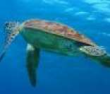 A tartaruga marinha: um réptil presente no litoral brasileiro