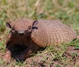 Tatupeba: animal típico da Caatinga brasileira