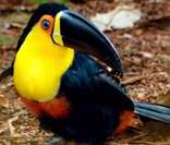- Tucano-de-peito-amarelo: ave símbolo do estado do Rio de Janeiro