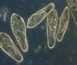 Seres Unicelulares: surgimento no Éon Pré-Cambriano